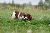 SPRINGER SPANIEL 059